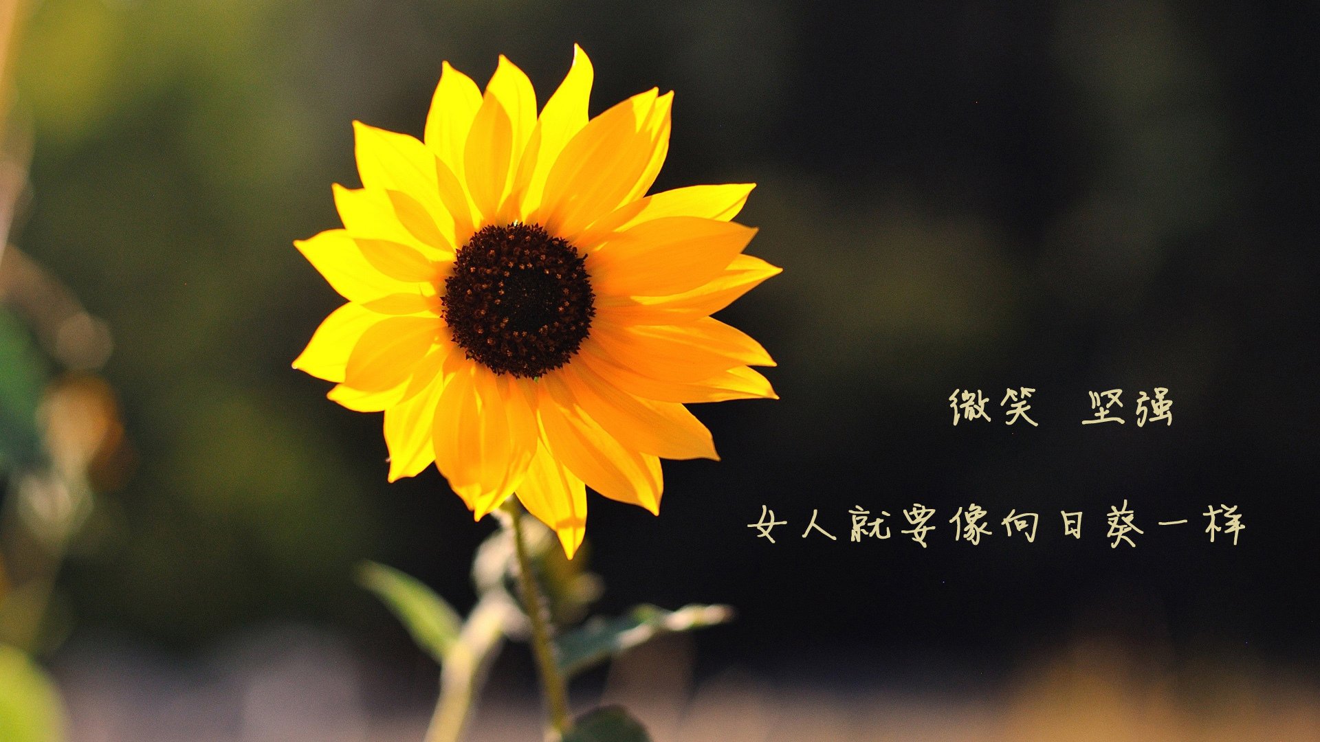 mk体育app下载-竞技未完：世俱杯四强球队赛前动态分析，世俱杯新规则