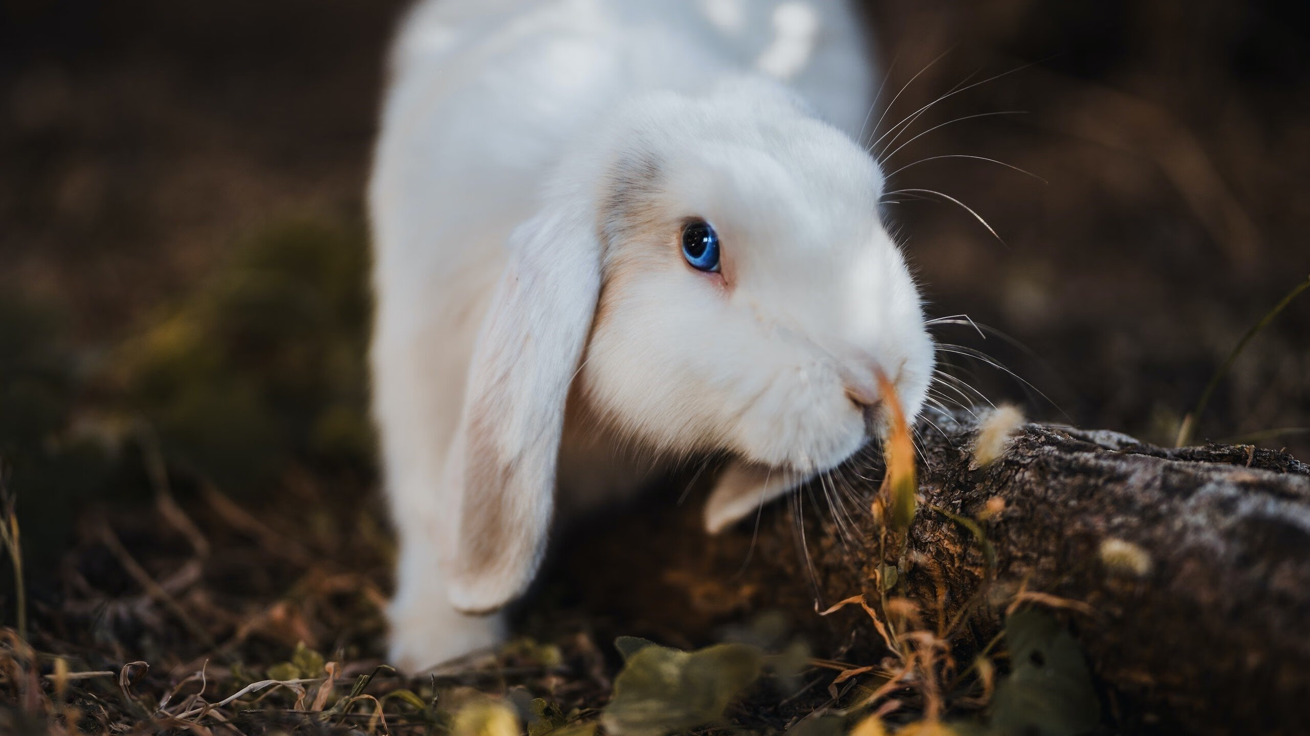 mk体育网页-英超密集赛程下球员心率恢复与训练负荷关系，据说英超教练发掘球员的基本准则是不怕有缺点