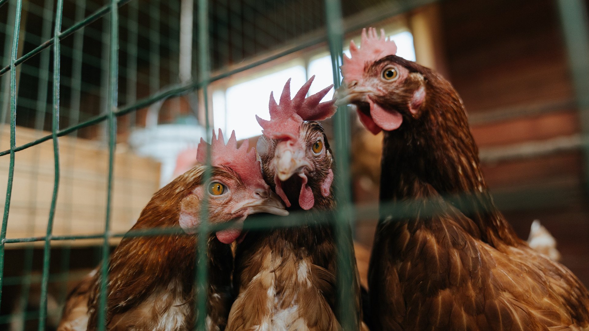 mk体育-中国男篮强化高压防守打造铁血阵容，中国男篮防守悍将