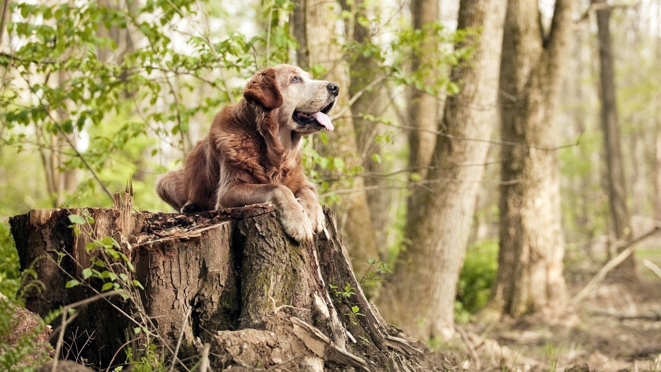 mk体育app下载-中国香港队如何利用世界级赛事提升团队的整体作战能力，香港队名单