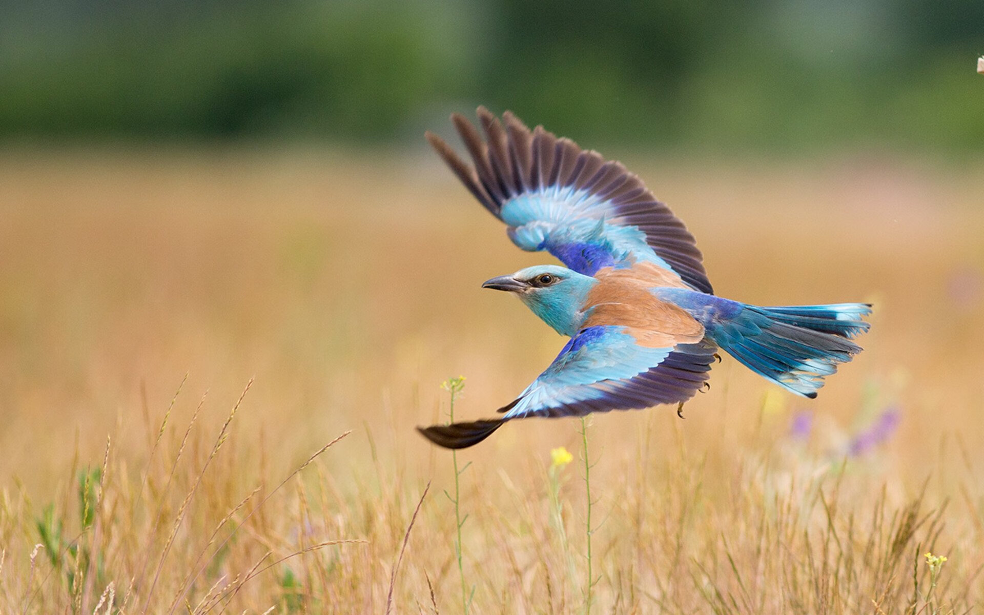mk体育app下载-五大联赛球队是否在体能瓶颈期压缩中场布局，五大联赛球场容量排名