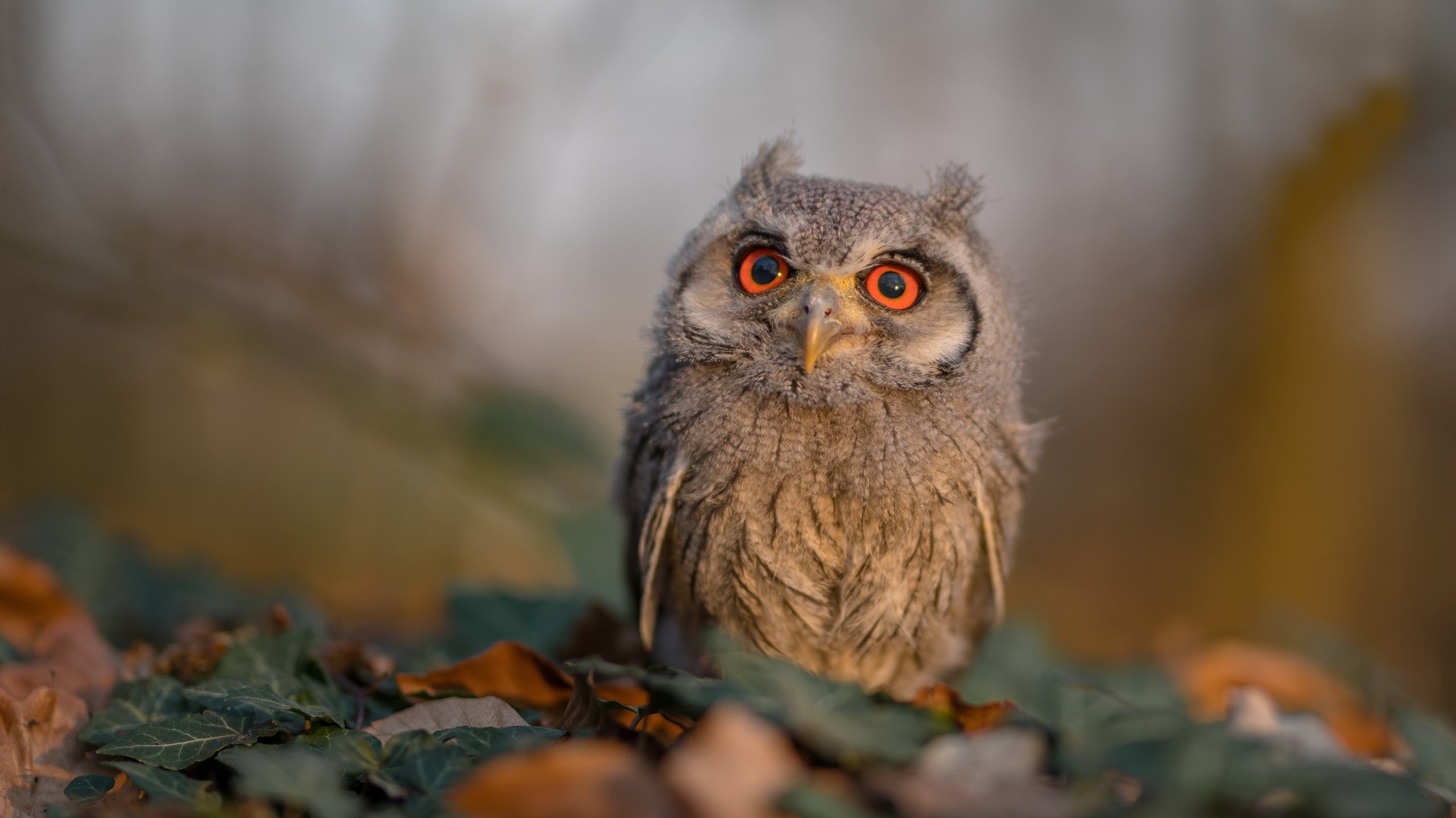 mk体育app下载-五大联赛球队是否在体能瓶颈期压缩中场布局，五大联赛球场容量排名