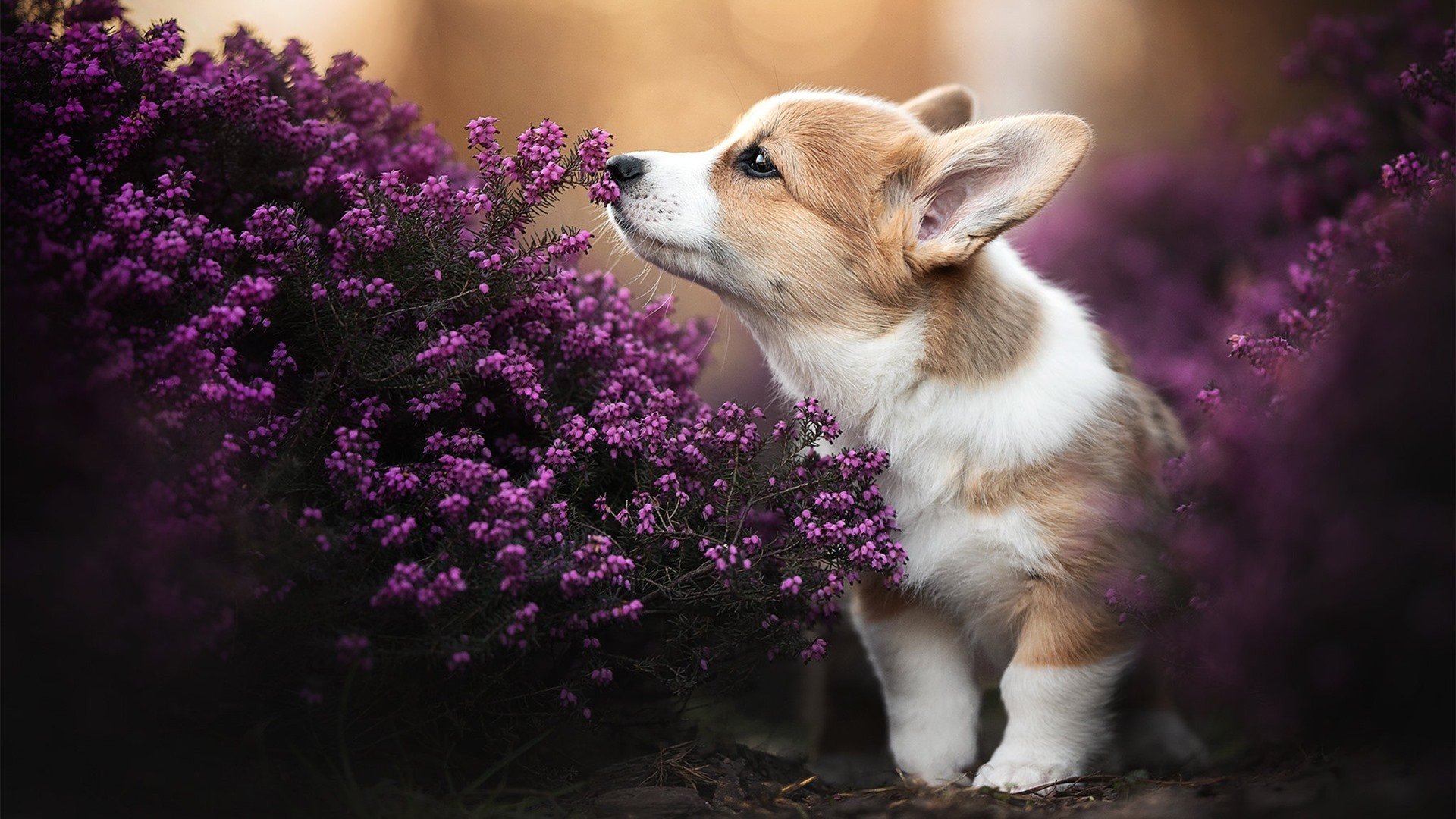 mk sport-体育新闻中心构建智能体育内容分发系统，体育智能化系统