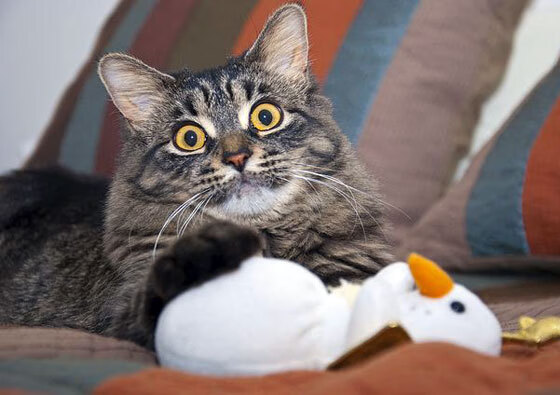 mk体育平台网页版入口-国家队整体实力提升缓慢，国家队之