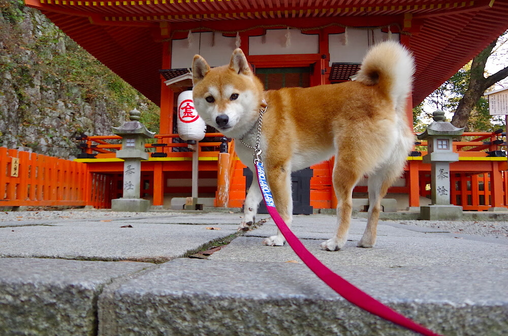 mk体育官网-比赛场地改造计划顺利推进，比赛场地布置方案