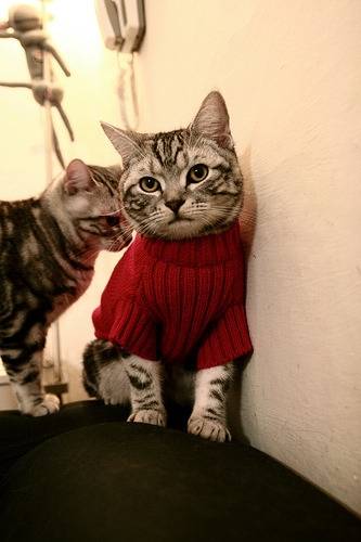 mk体育app下载-莱德基：泳池中的传奇延续，莱德基2021