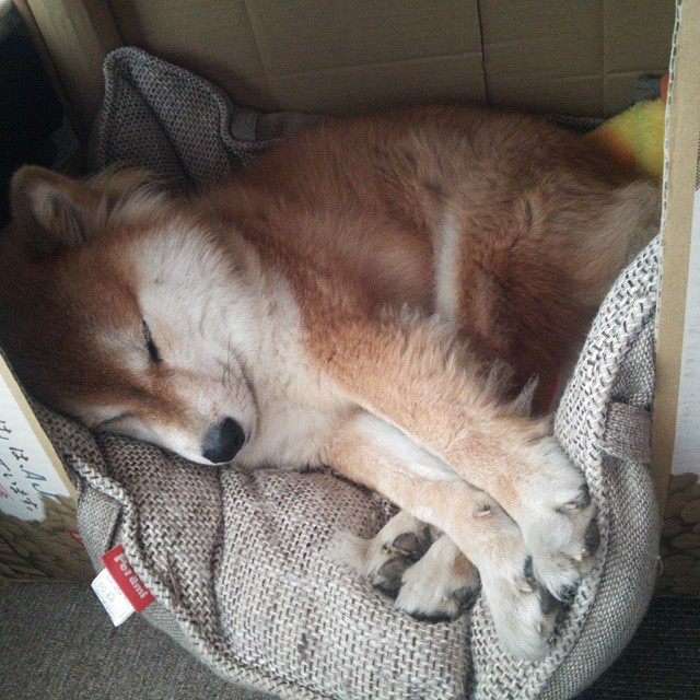 mk体育现在-威尔士青少年橄榄球项目不断壮大，威尔士的体育运动