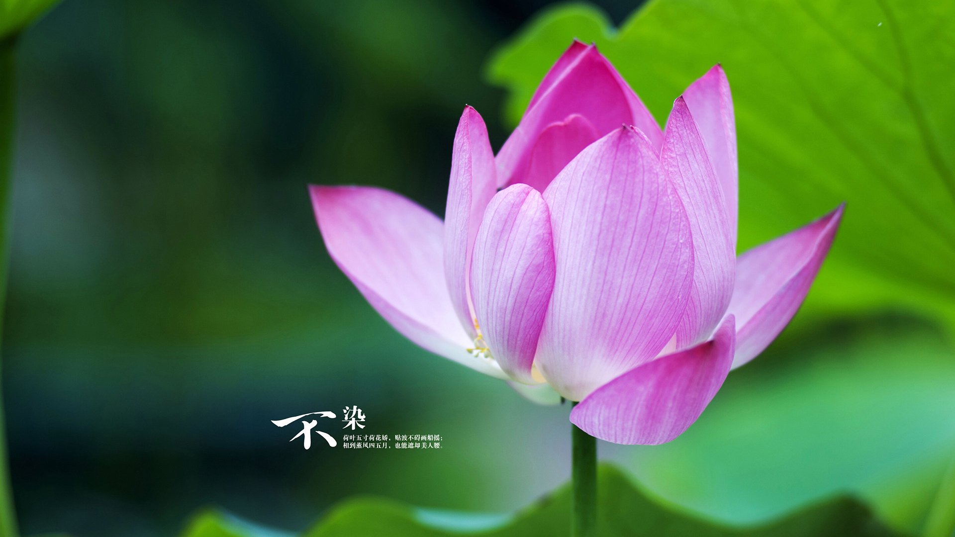 mk体育网址-德国选手斯文·施瓦茨决赛奋力一搏，凯文施瓦茨