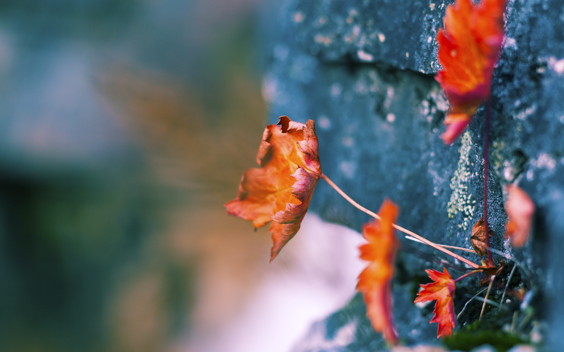 mk体育现在-林丹带孩子首次亮相羽毛球馆，林丹儿子打羽毛球吗