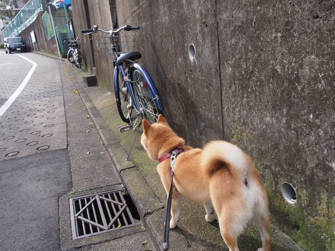 mk体育现在-格林伍德凭借全面的防守技巧，让袋鼠队在比赛中占据主动，格林伍德什么水平