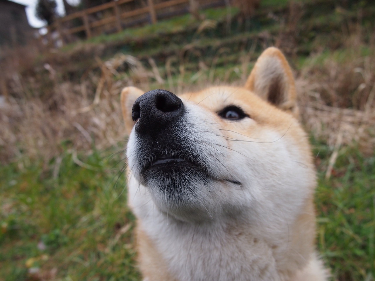 mk体育现在-格林伍德凭借全面的防守技巧，让袋鼠队在比赛中占据主动，格林伍德什么水平