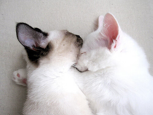 mk体育网页-欧洲杯战术变革:变化多端引领新潮流!,欧洲杯技术分析