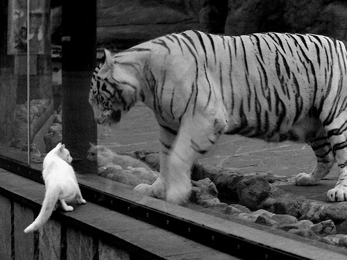 mk体育下载-美洲杯明星再现：激情、荣耀不停！，美洲杯明星球员