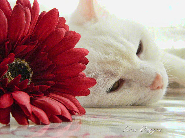 mk体育平台网页版入口-虚拟现实足球竞技课程全球同步启用,帮助青少年突破技能瓶颈,虚拟足球假不假