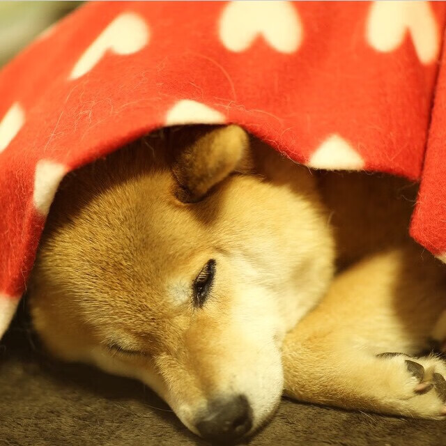 mk体育网页-达米恩·麦肯齐:全黑队的“隐形杀手”,用精确的跑位撕开对方防线