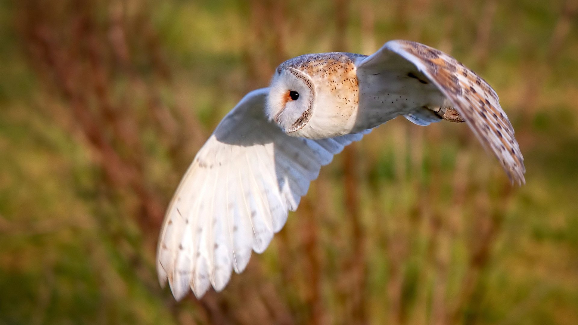 魔术外线火力全开命中率超五成,魔术外传