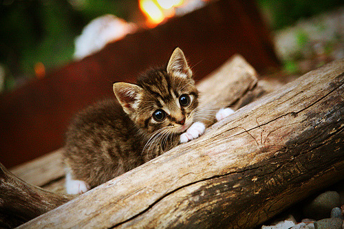 mk体育网址-6连败引关注,法兰克福今晚对勒沃库森誓争一胜,法兰克福对勒沃库森比赛结果