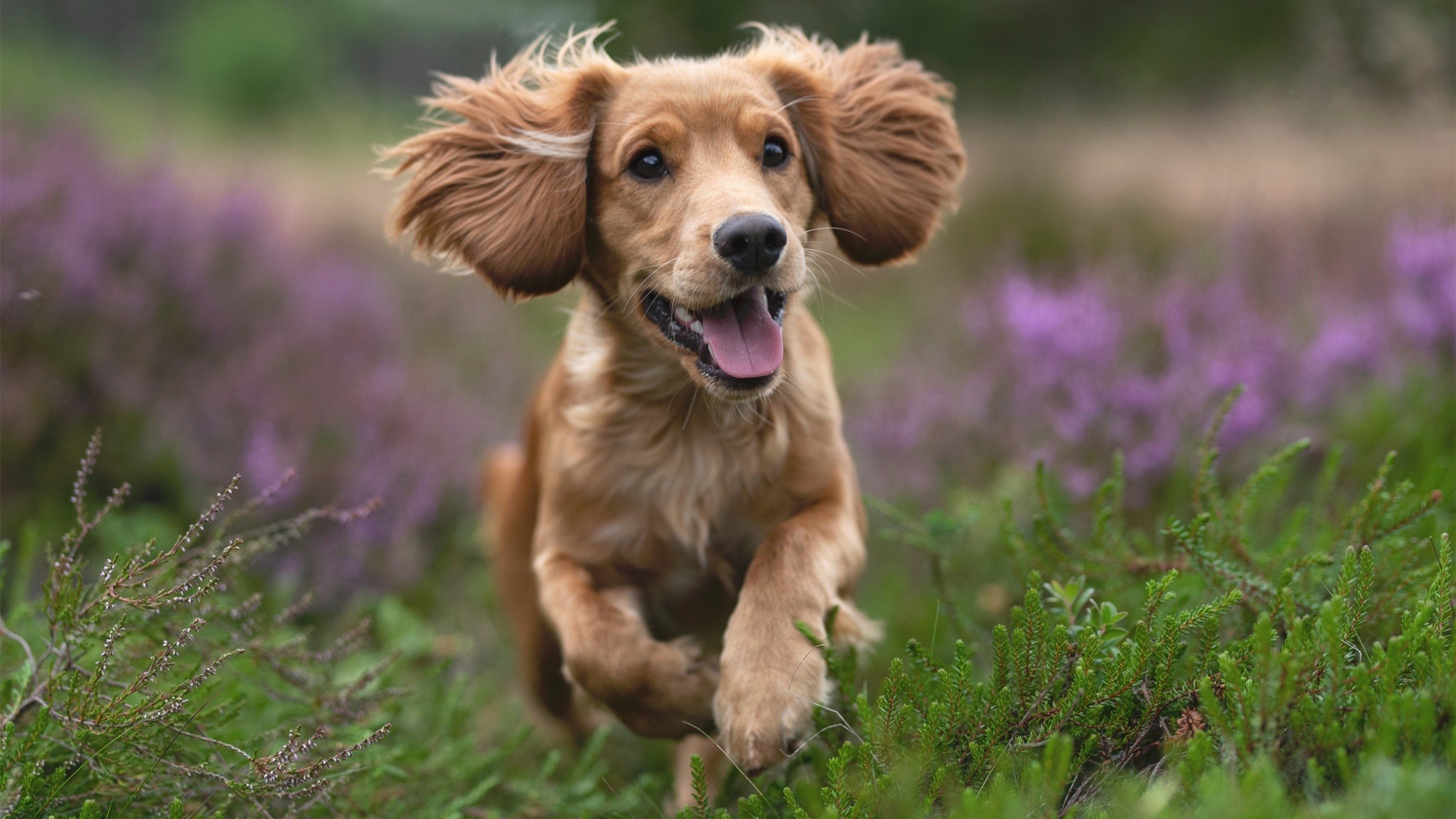 mk体育全站-CBA是否鼓励本土球员参与联盟发展方向投票，cba允许几名外援