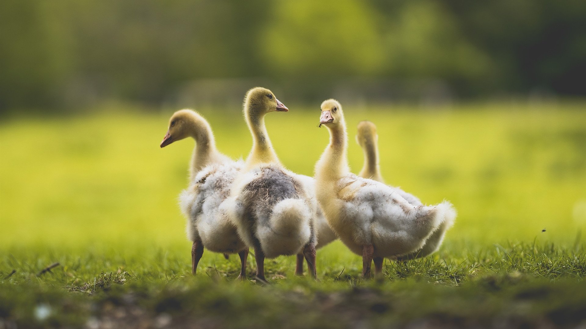 mk体育官网入口-不再主张新待遇，中国外贸竞争力靠什么支撑？，中国外贸额